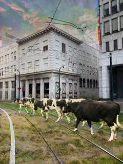 A herd of cows walking across the street.